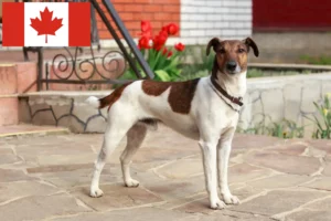 Read more about the article Foxterrier-opdrættere og hvalpe i Canada