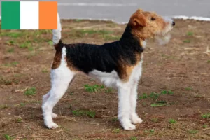 Read more about the article Foxterrier-opdrættere og hvalpe i Irland