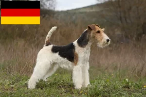 Read more about the article Foxterrier-opdrættere og hvalpe i Tyskland