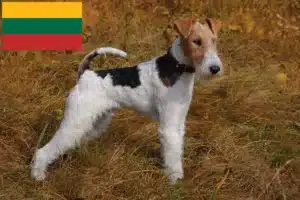 Read more about the article Foxterrier-opdrættere og hvalpe i Litauen