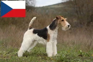 Read more about the article Foxterrier-opdrættere og hvalpe i Tjekkiet
