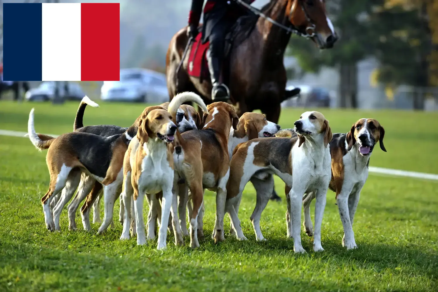 Franske hundehvalpe og opdrættere Frankrig Her kan du finde opdrættere af franske løbehunde i Frankrig.