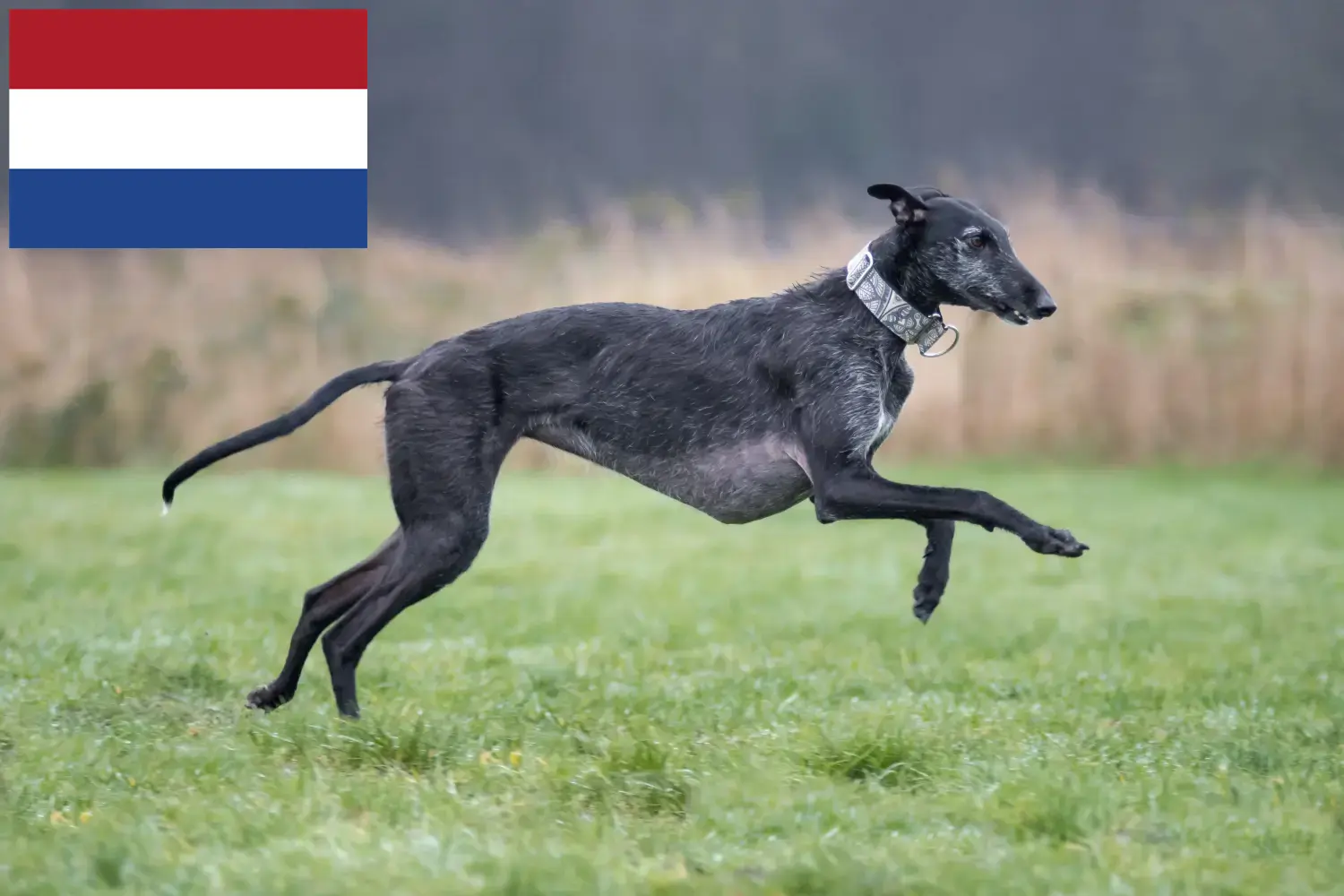 Galgo Espanol hvalpe og opdrættere Holland Her kan du finde opdrættere af Galgo Espanols i Holland.