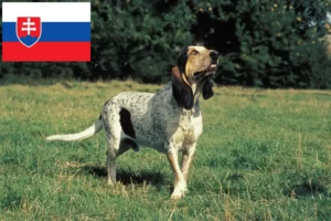 Read more about the article Gascon Saintongeois opdrættere og hvalpe i Slovakiet