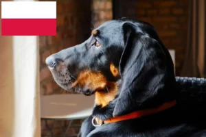 Read more about the article Gończy Polski opdrættere og hvalpe i Polen