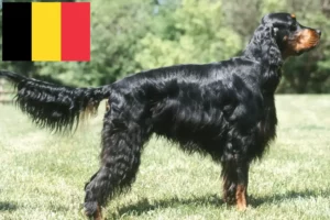 Read more about the article Gordon Setter opdrættere og hvalpe i Belgien