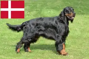 Read more about the article Gordon Setter opdrættere og hvalpe i Danmark