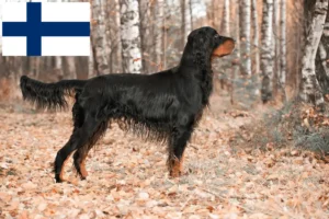 Read more about the article Gordon Setter-opdrættere og hvalpe i Finland
