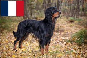 Read more about the article Gordon Setter opdrættere og hvalpe i Frankrig