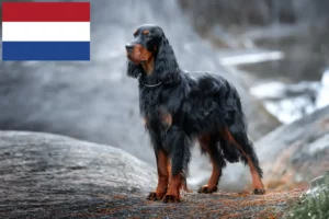 Read more about the article Gordon Setter opdrættere og hvalpe i Holland