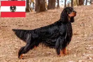 Read more about the article Gordon Setter opdrættere og hvalpe i Østrig