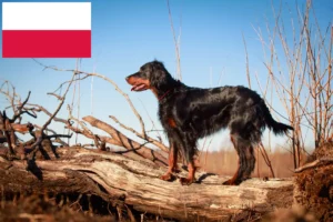 Read more about the article Gordon Setter opdrættere og hvalpe i Polen