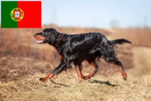Read more about the article Gordon Setter opdrættere og hvalpe i Portugal