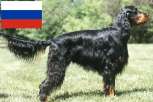 Read more about the article Gordon Setter opdrættere og hvalpe i Rusland