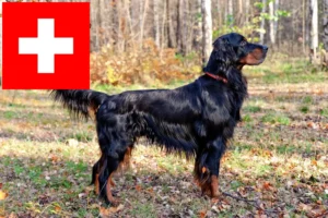 Read more about the article Gordon Setter opdrættere og hvalpe i Schweiz