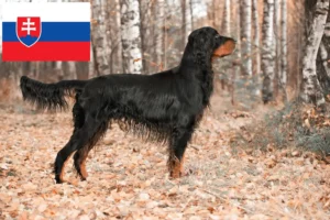 Read more about the article Gordon Setter opdrættere og hvalpe i Slovakiet