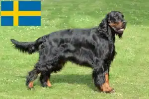 Read more about the article Gordon Setter opdrættere og hvalpe i Sverige