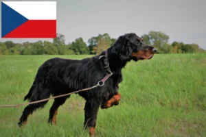 Read more about the article Gordon Setter-opdrættere og hvalpe i Tjekkiet