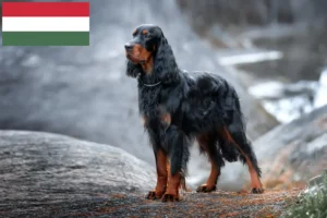 Read more about the article Gordon Setter opdrættere og hvalpe i Ungarn