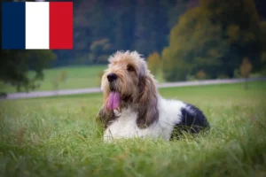 Read more about the article Grand Basset Griffon Vendéen opdrættere og hvalpe i Frankrig