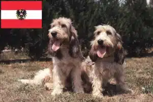 Read more about the article Grand Basset Griffon Vendéen opdrættere og hvalpe i Østrig