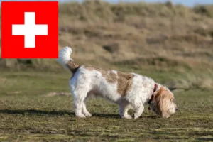 Read more about the article Grand Basset Griffon Vendéen opdrættere og hvalpe i Schweiz