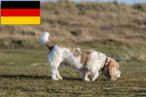 Read more about the article Grand Basset Griffon Vendéen opdrættere og hvalpe i Tyskland