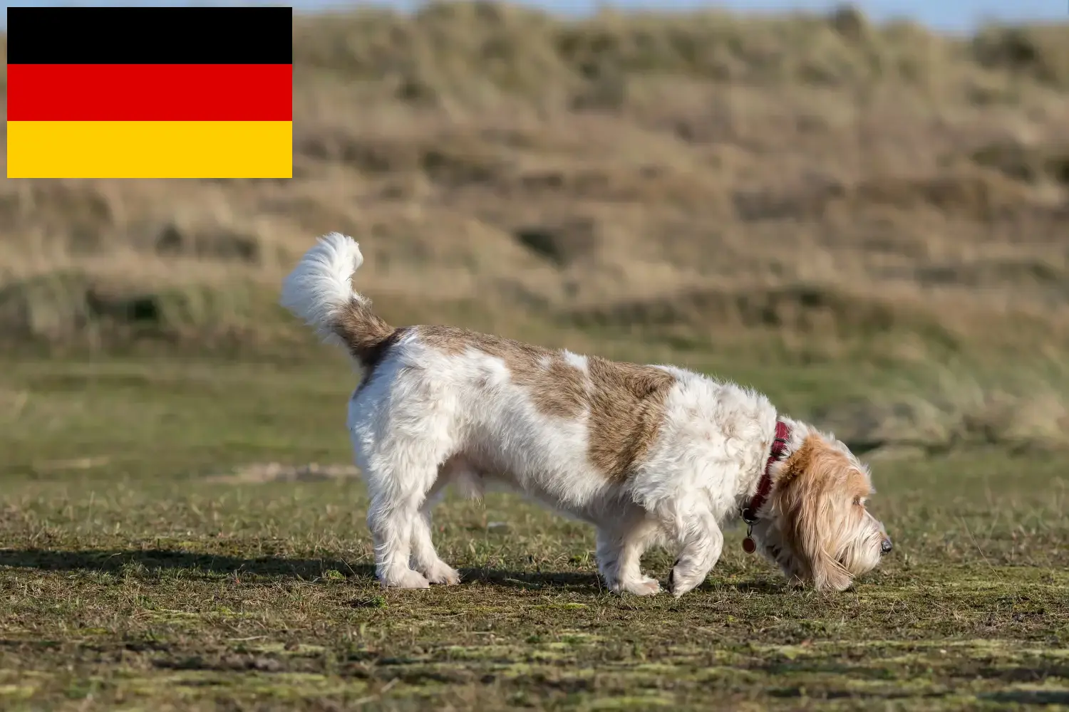 Read more about the article Grand Basset Griffon Vendéen opdrættere og hvalpe i Tyskland
