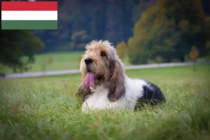 Read more about the article Grand Basset Griffon Vendéen opdrættere og hvalpe i Ungarn