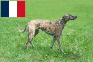 Read more about the article Greyhound-opdrættere og hvalpe i Frankrig