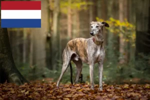 Read more about the article Greyhound-opdrættere og hvalpe i Holland