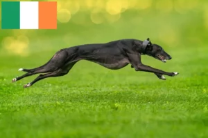 Read more about the article Greyhound-opdrættere og hvalpe i Irland