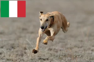 Read more about the article Greyhound-opdrættere og hvalpe i Italien