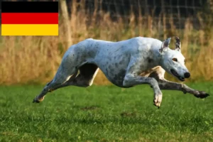Read more about the article Greyhound-opdrættere og hvalpe i Tyskland