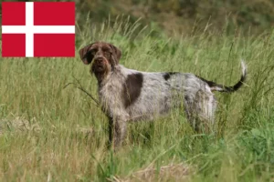Read more about the article Griffon d’arrêt à poil dur Opdrætter og hvalpe i Danmark
