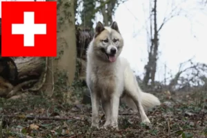 Read more about the article Grønlandske hundeopdrættere og hvalpe i Schweiz