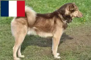 Read more about the article Grønlandske hundeopdrættere og hvalpe i Frankrig