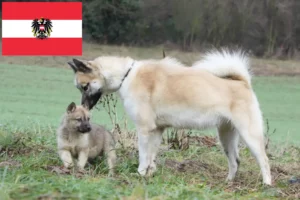 Read more about the article Grønlandske hundeopdrættere og hvalpe i Østrig