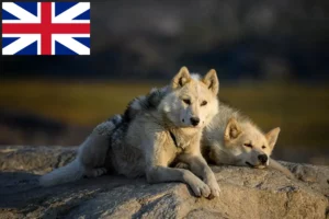 Read more about the article Grønlandske hundeopdrættere og hvalpe i Storbritannien