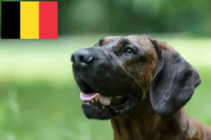 Read more about the article Opdrætter af hannoveranske svejsehunde og hvalpe i Belgien