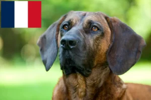 Read more about the article Hannoverscher Schweißhund opdrættere og hvalpe i Frankrig