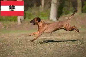 Read more about the article Hannoverscher Schweißhund opdrættere og hvalpe i Østrig