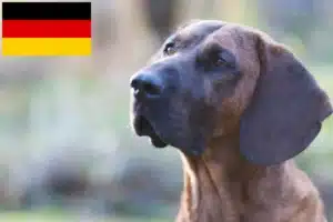 Read more about the article Hannoverscher Schweißhund opdrættere og hvalpe i Tyskland