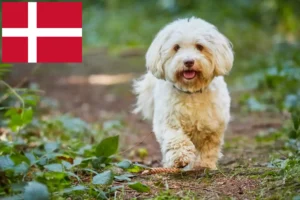 Read more about the article Havaneseropdrættere og hvalpe i Danmark