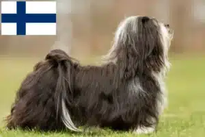 Read more about the article Havaneseropdrættere og hvalpe i Finland