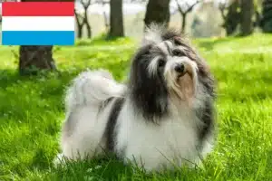 Read more about the article Havaneseropdrættere og hvalpe i Luxembourg