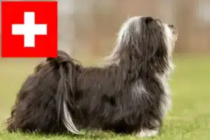 Read more about the article Havaneseropdrættere og hvalpe i Schweiz
