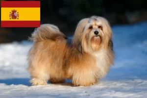 Read more about the article Havaneseropdrættere og hvalpe i Spanien