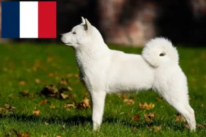 Read more about the article Hokkaido-opdrættere og hvalpe i Frankrig