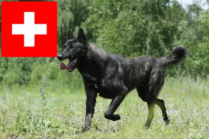 Read more about the article Hollandse Herdershond opdrættere og hvalpe i Schweiz